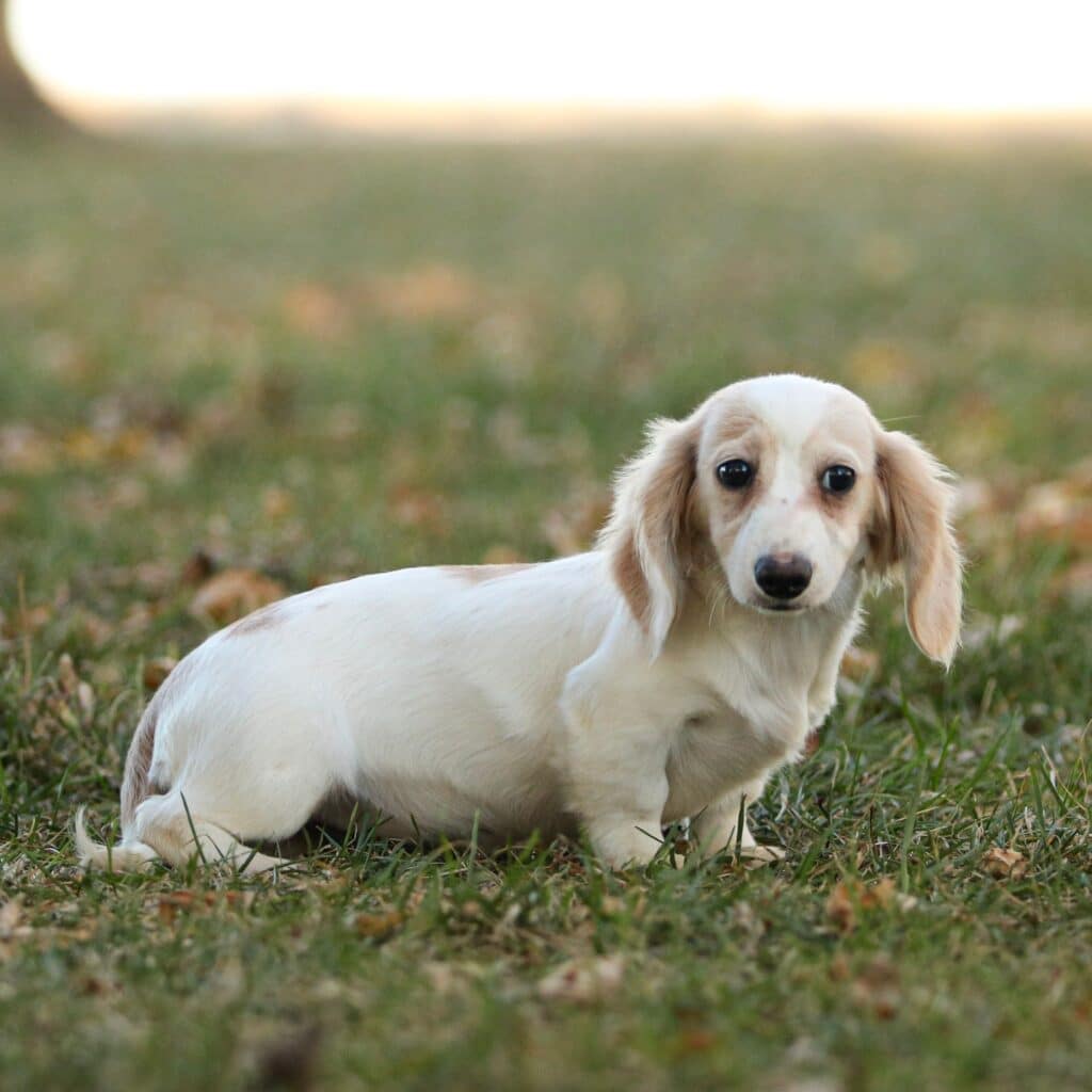 miniature-dachshund