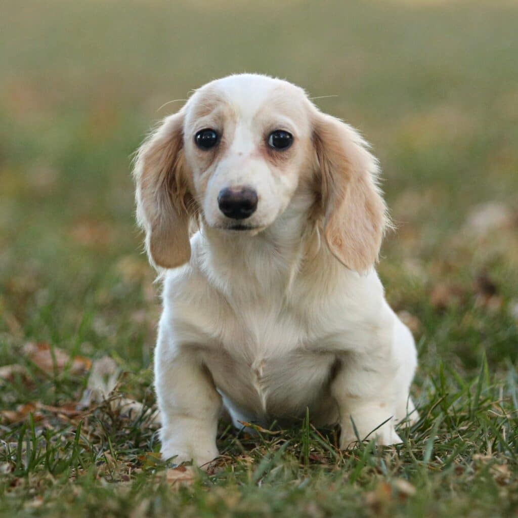 miniature-dachshund